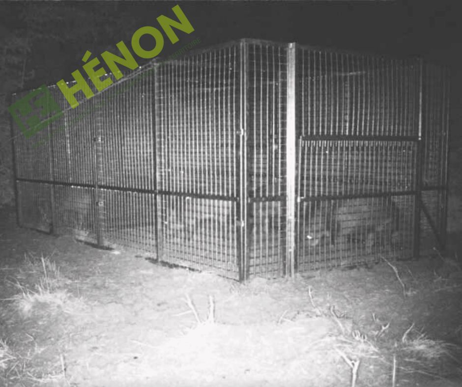 Compagine de Sangliers capturés dans une cage
